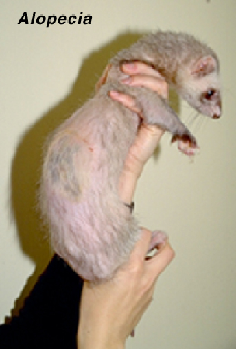 Skin Diseases in Ferrets | VCA Animal 