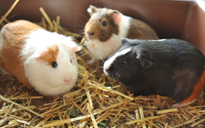 the guinea pigs