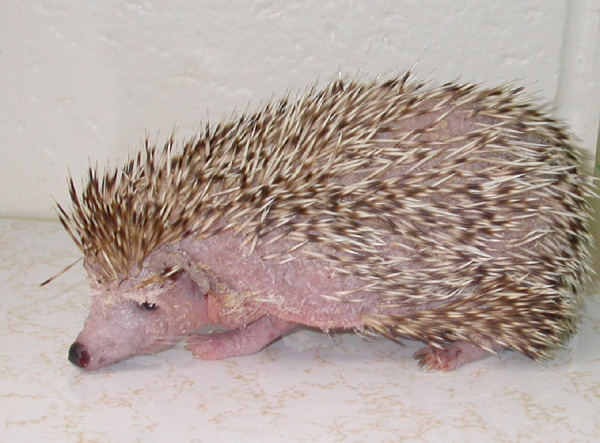 Tumor hedgehog mouth Diseases and