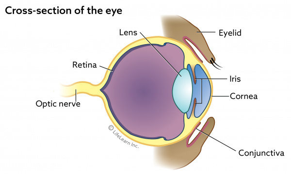 Keratoconjunctivitis Sicca (KCS) or Dry Eye in Cats  VCA Animal 