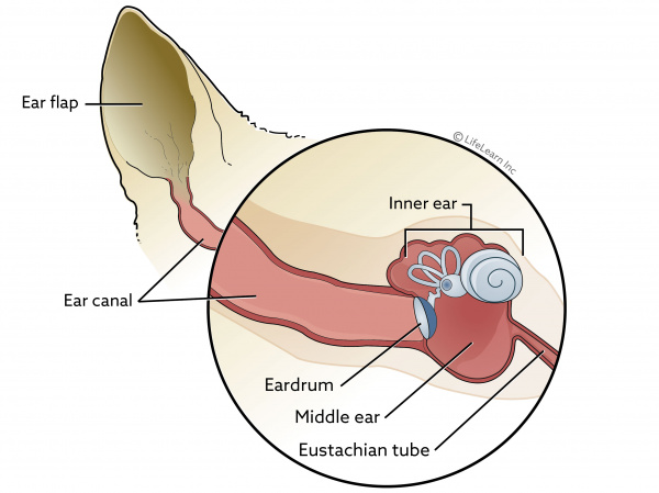 Inner Ear Infection (Otitis Interna) in Dogs | VCA Animal ...