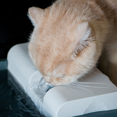feeding cats with kidney disease
