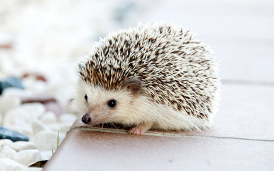 small rodent vets near me