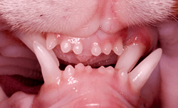 Orthodontics (Moving Teeth) in Cats | VCA Animal Hospital