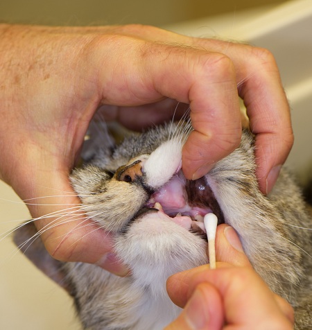 Brushing Teeth in Cats | VCA Animal Hospital