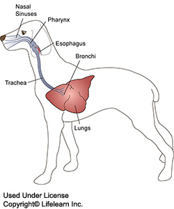 Aspergillosis in Dogs | VCA Animal Hospital