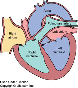 Atrial Fibrillation in Dogs | VCA Animal Hospital