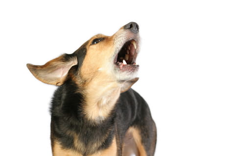 quel animal barks