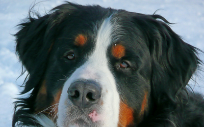 Eyelid Entropion in Dogs | VCA Animal Hospital
