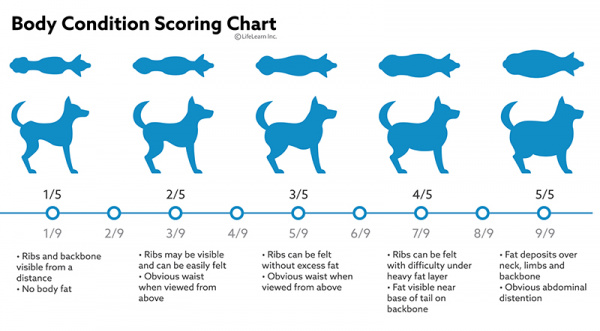 Overweight Dog Chart