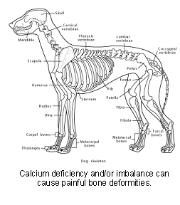 Calcium Supplements | VCA Animal Hospital