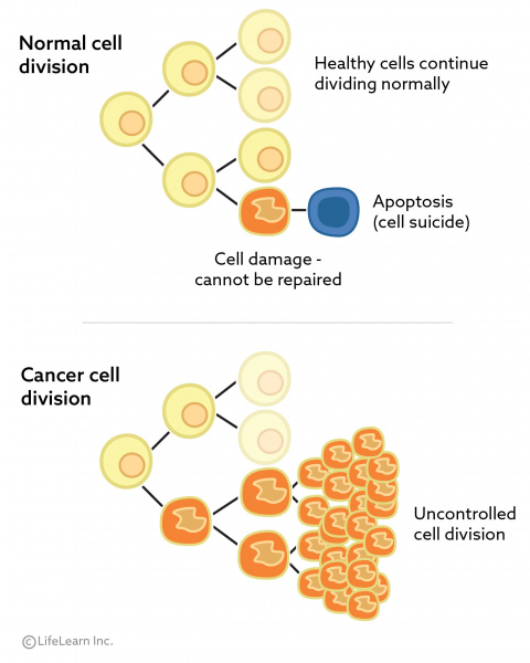 what-is-cancer-vca-animal-hospital