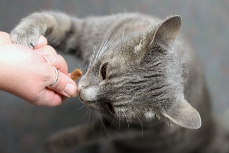 Cat Treats | VCA Animal Hospital