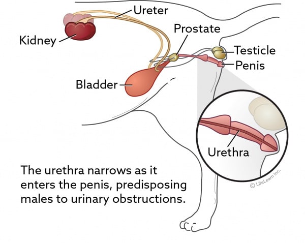 How To Unblock A Cat Urinary Tract
