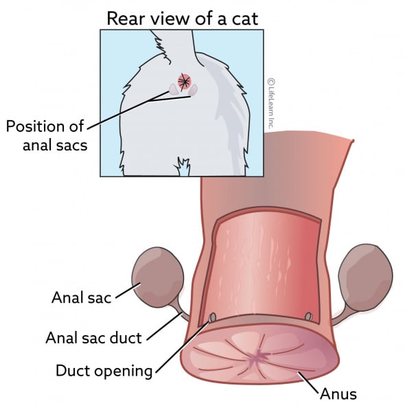 gland Canine syndrome anal