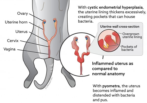 Female Cat Reproductive System Diagram