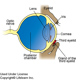 Cherry Eye in Dogs | VCA Animal Hospital