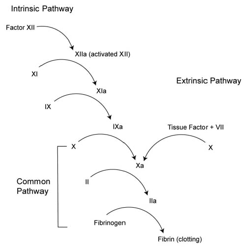 Clotting Factor Chart