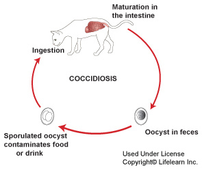 Coccidiosis in Cats | VCA Animal Hospital