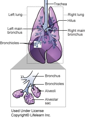 Chronic Obstructive Pulmonary Disease (copd) In Cats 