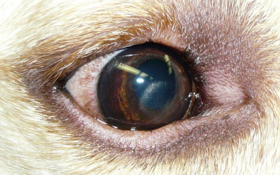 Corneal Lipidosis | VCA Animal Hospital