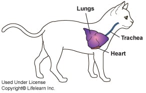 Coughing in Cats | VCA Animal Hospital