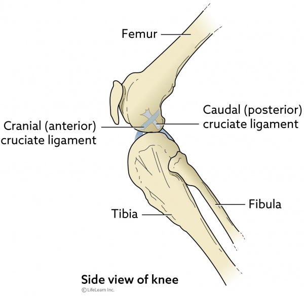 Cruciate Ligament Rupture In Cats | VCA Animal Hospital