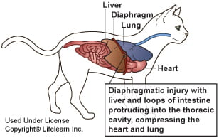 Hernia - Diaphragmatic in Cats | VCA Animal Hospital