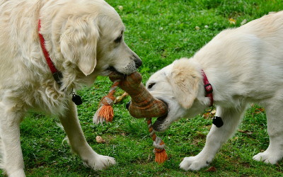 Proper Etiquette At The Dog Park Vca Animal Hospital