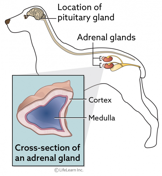 adrenal cortex located