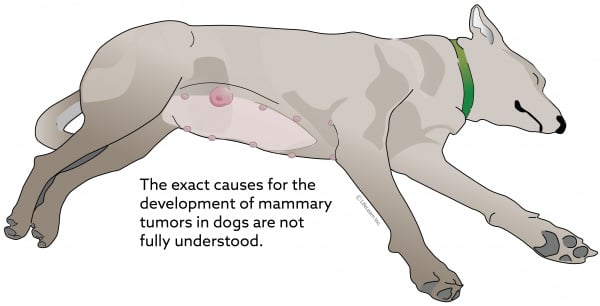 skin-growths-on-dogs-types-causes-diagnosis-treatments