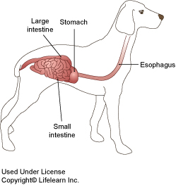 Tube Feeding - Esophagostomy Tubes in Cats | VCA Animal Hospital