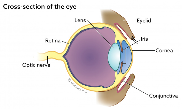 Pannus in Dogs (Chronic Superficial Keratitis) | VCA Animal Hospital