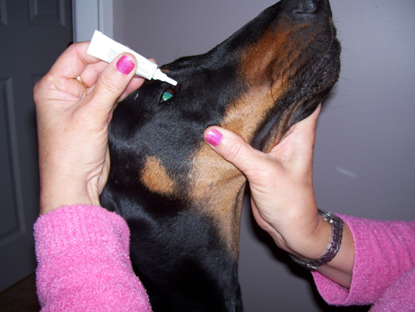 Tacrolimus Ophthalmic in Dogs | VCA Animal Hospital
