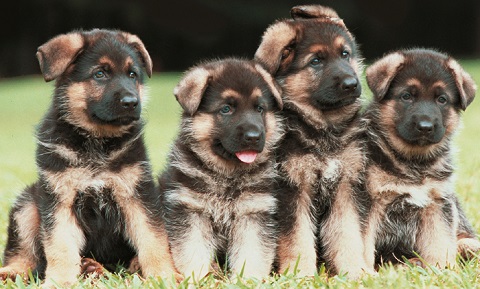 53 Best Pictures Heat Lamp For Newborn Puppies - Heat Lamp Poultry, Puppies, Dog, Kittens Piglets Animals ...