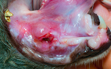 Oral Tumors - Squamous Cell Carcinoma | VCA Animal Hospital