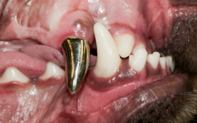 Fractured Teeth in Dogs | VCA Animal Hospital