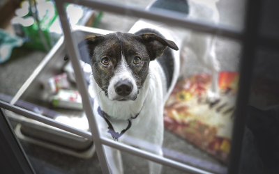 The Ins And Outs Of Pet Doors With Microchip Sensors Vca Animal