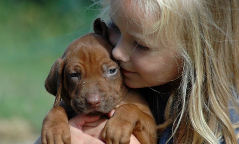 Essential Oil and Liquid Potpourri Poisoning in Dogs | VCA ...