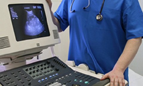 Heart Murmurs in Dogs | VCA Animal Hospital