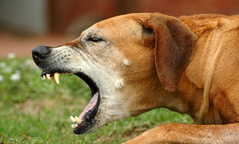 Kennel Cough or Tracheobronchitis in Dogs | VCA Animal ...