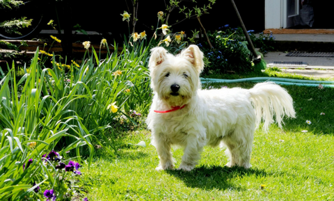 Legg-Calve-Perthes Disease in Dogs