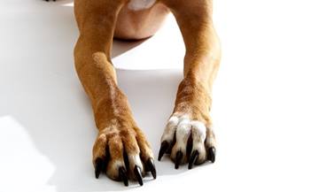 Pododermatitis in Dogs | VCA Animal Hospital