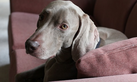Portosystemic Shunt in Dogs | VCA Animal Hospital