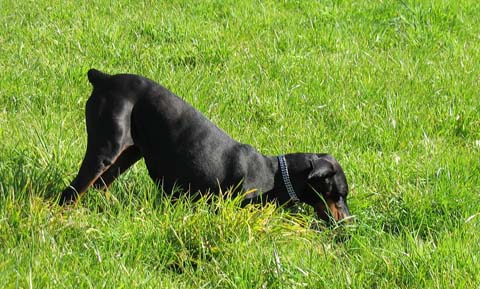 Why Do Dogs Bury Bones Vca Animal Hospital