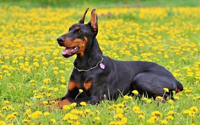 Wobbler Syndrome in Dogs (Cervical spondylomyopathy)