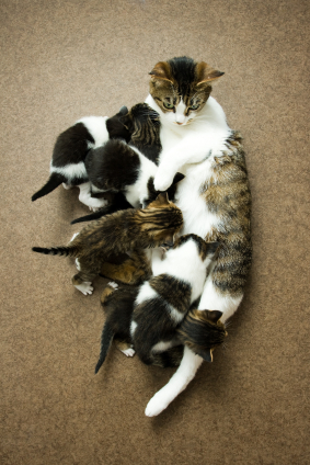 Feeding the Pregnant Cat | VCA Animal Hospital