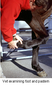 Fractures In Horses Vca Animal Hospital