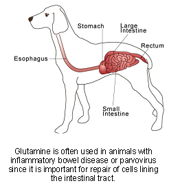 Glutamine | VCA Animal Hospital