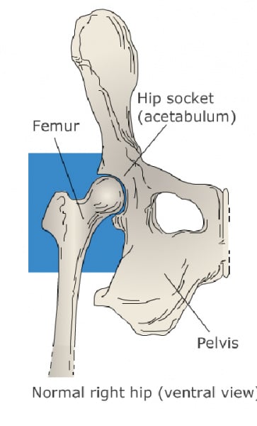 Hip Dislocation and Post-Op Care in Cats | VCA Animal Hospital